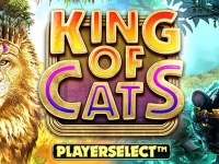 Leer King of Cats kennen!